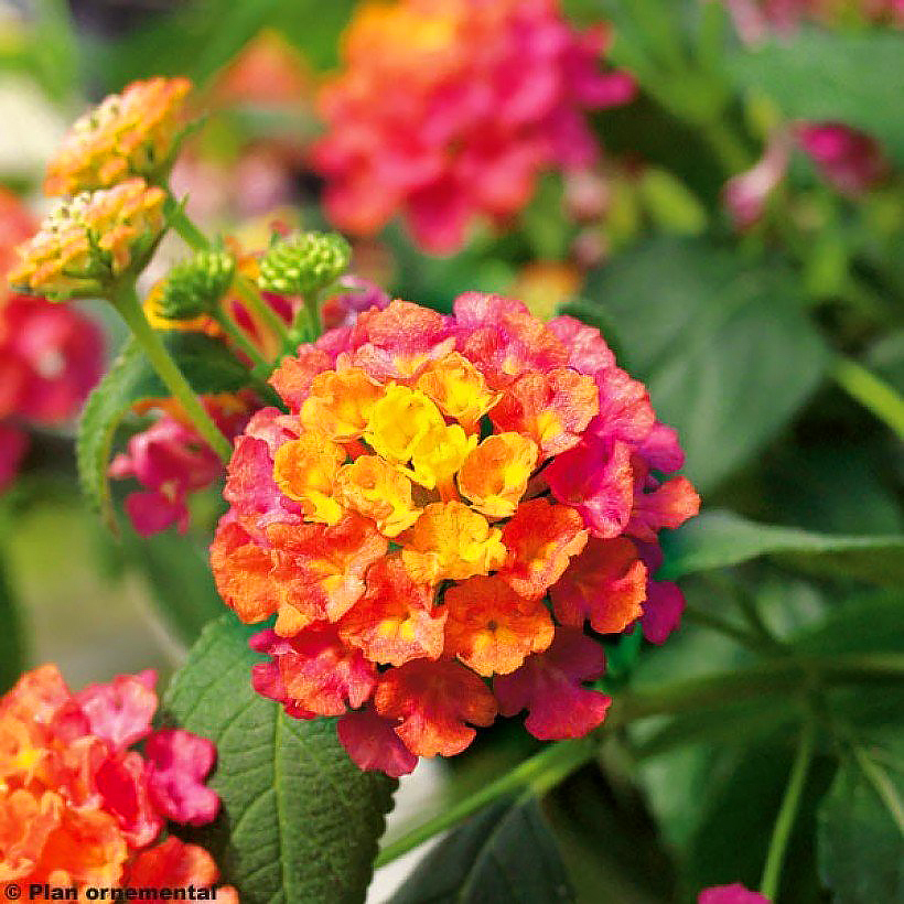 Lantana - Wandelröschen