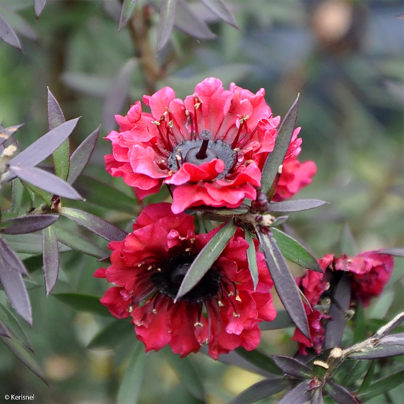 Leptospermum - Teebaum