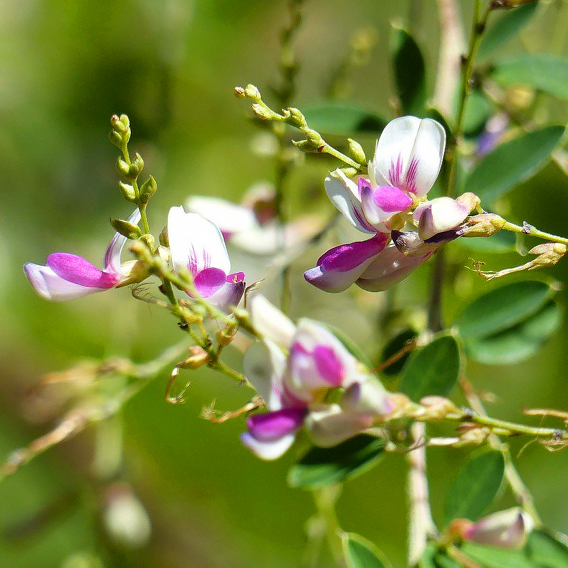 Lespedeza - Baumklee