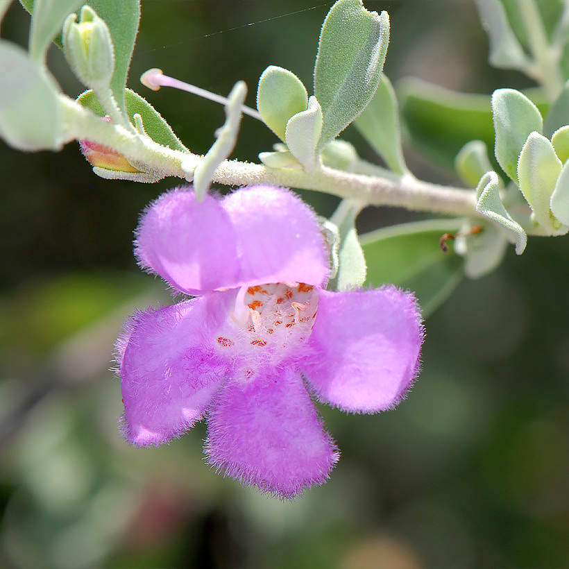 Leucophyllum - Wüstensalbei