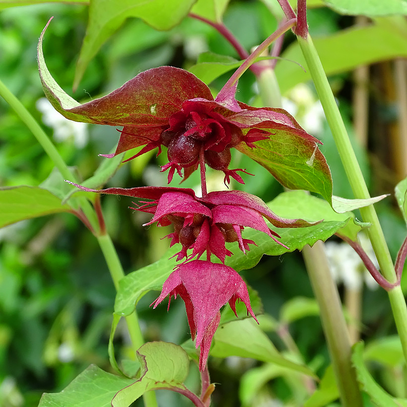 Leycesteria - Karamellbeere