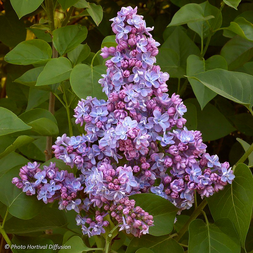 Syringa - Flieder