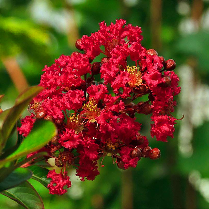 Lagerstroemia - Kreppmyrte