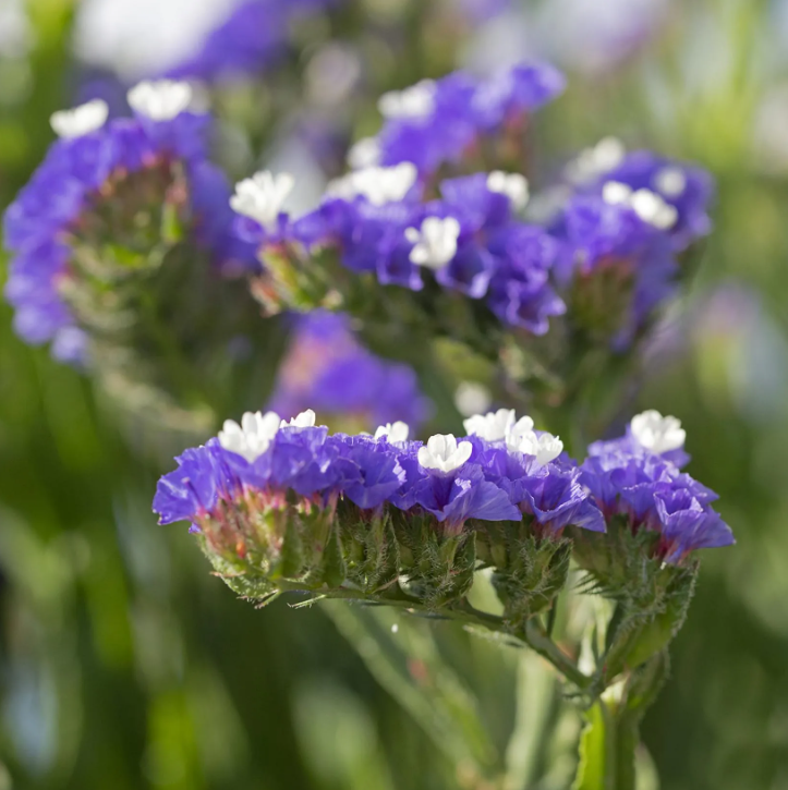 Limonium - Strandflieder