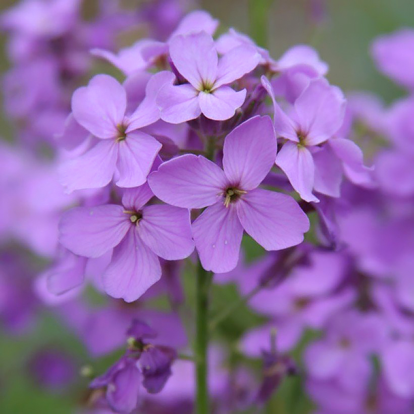 Lunaria - Silberblatt