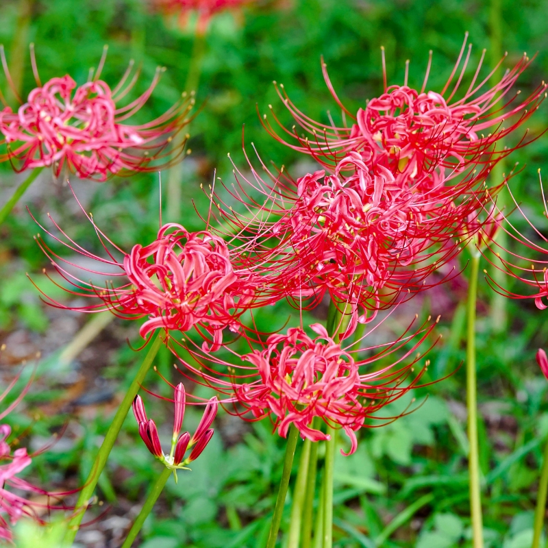 Spinnenlilie - Lycoris