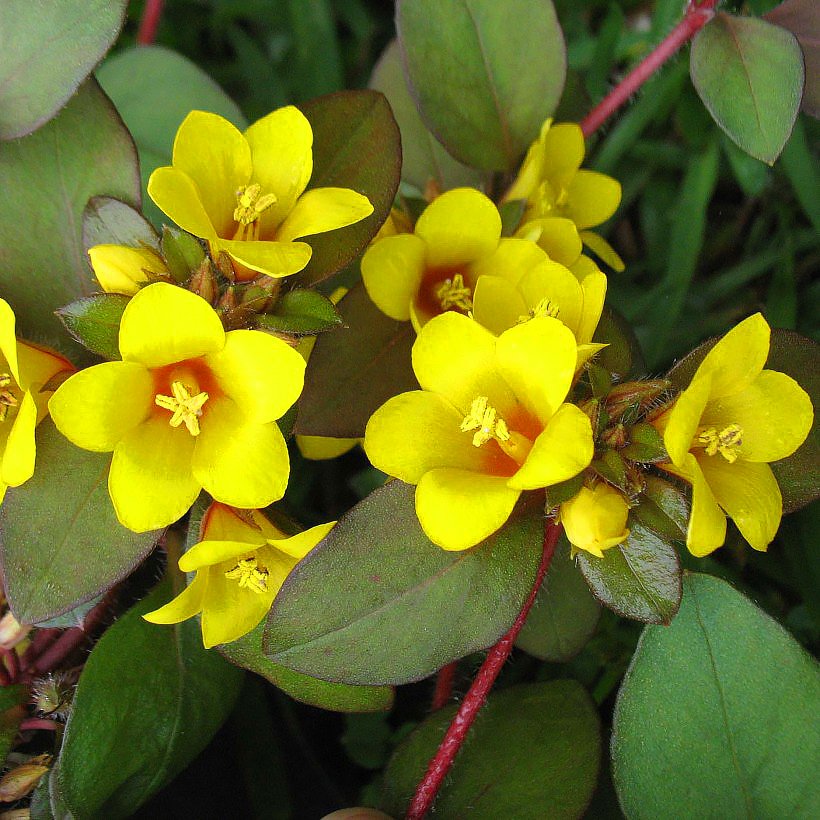 Lysimachia - Felberich und Gelbweidrich