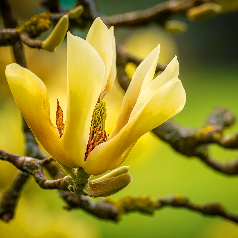 Magnolien mit gelben Blüten