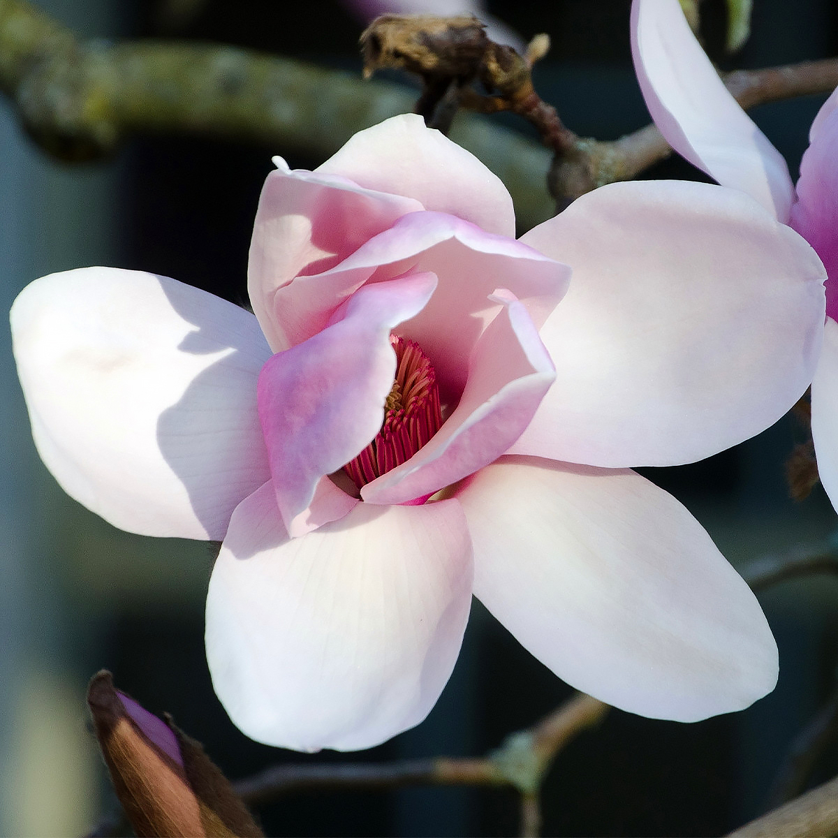 Magnolien mit rosa Blüten