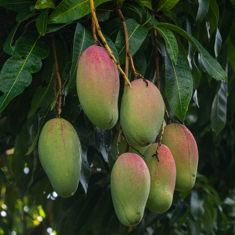 Mangobaum - Mangifera indica