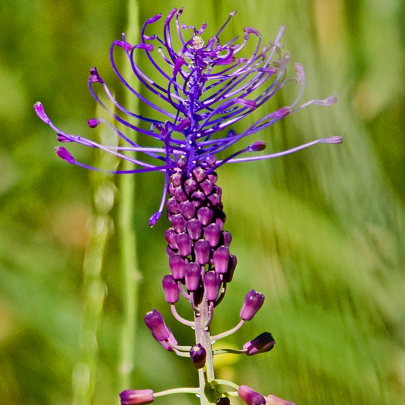 Muscari - Traubenhyazinthen