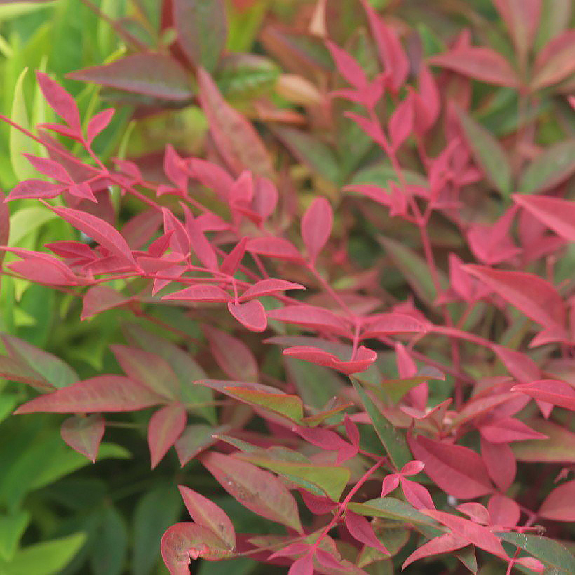 Nandina - Heiliger Bambus