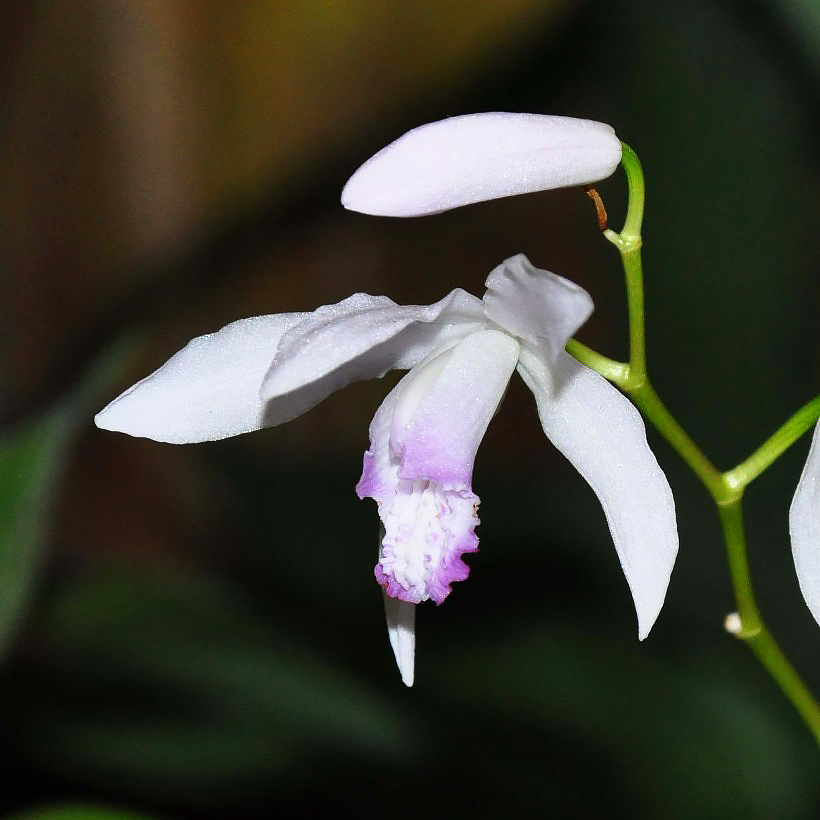 Orchideen für den Garten