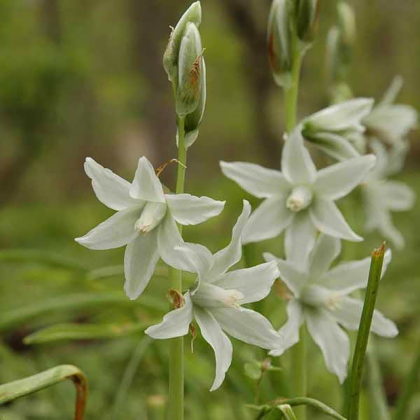 Ornithogalum - Milchsterne