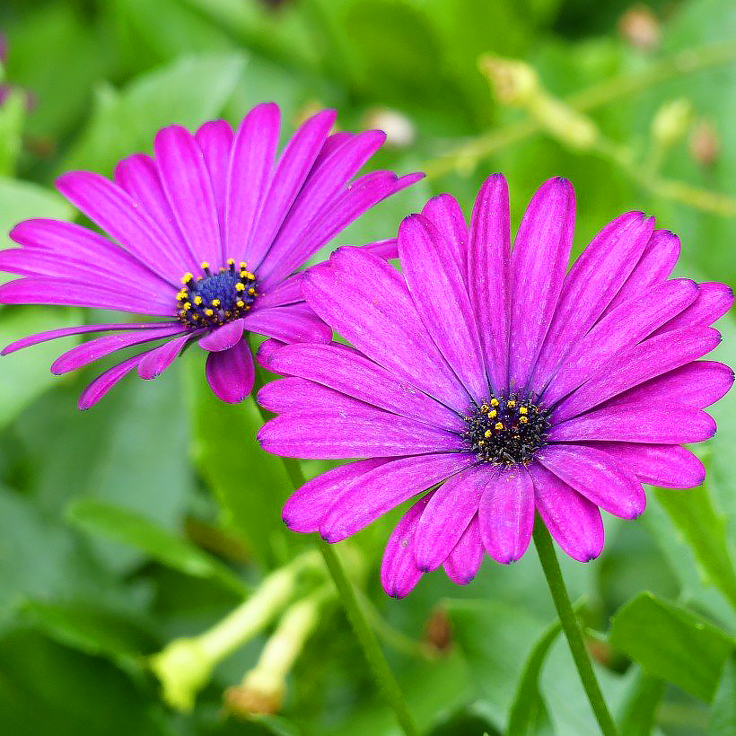 Osteospermum - Kapmargerite