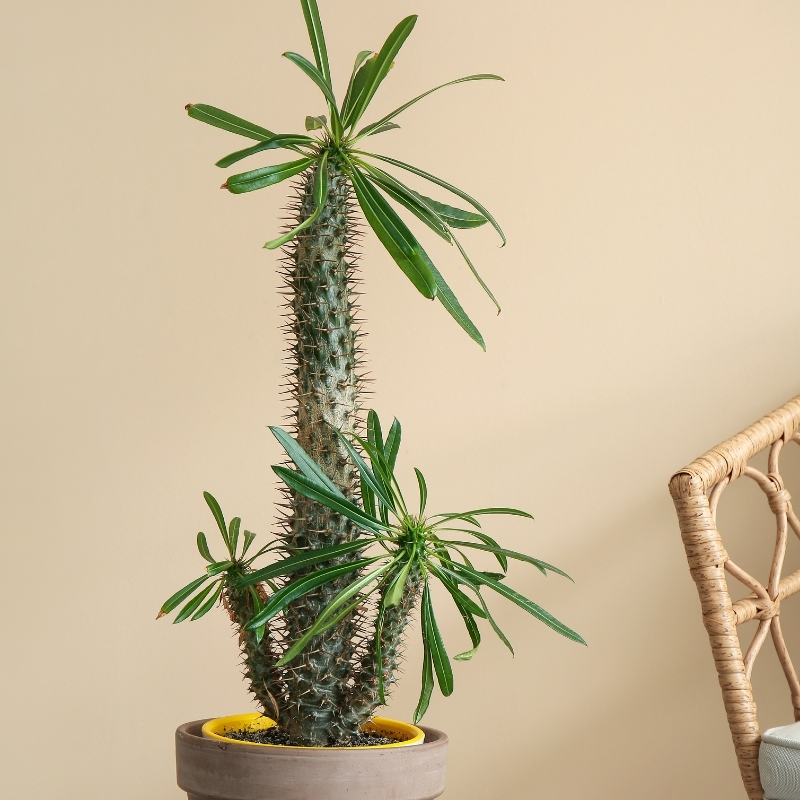 Madagaskarpalme - Pachypodium