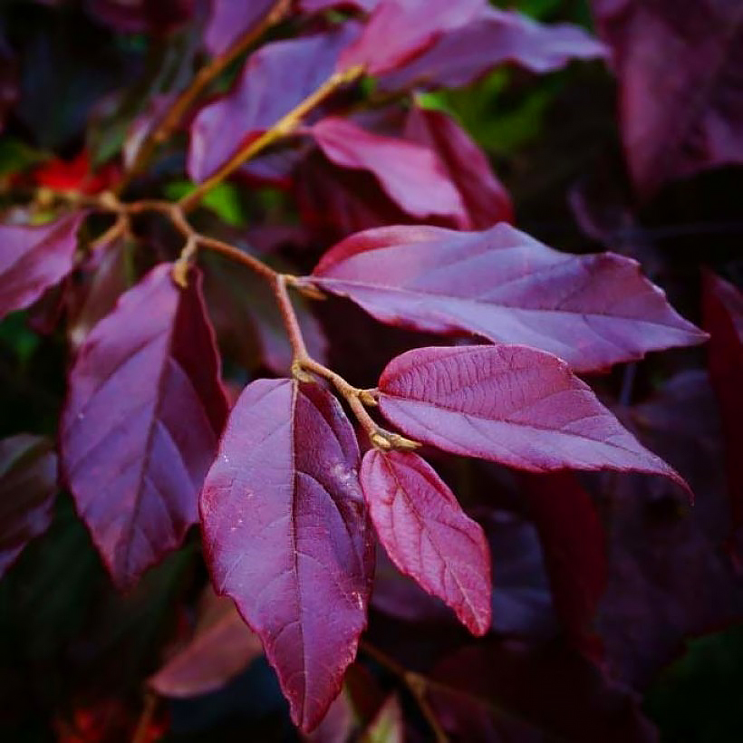 Parrotia - Eisenholzbaum