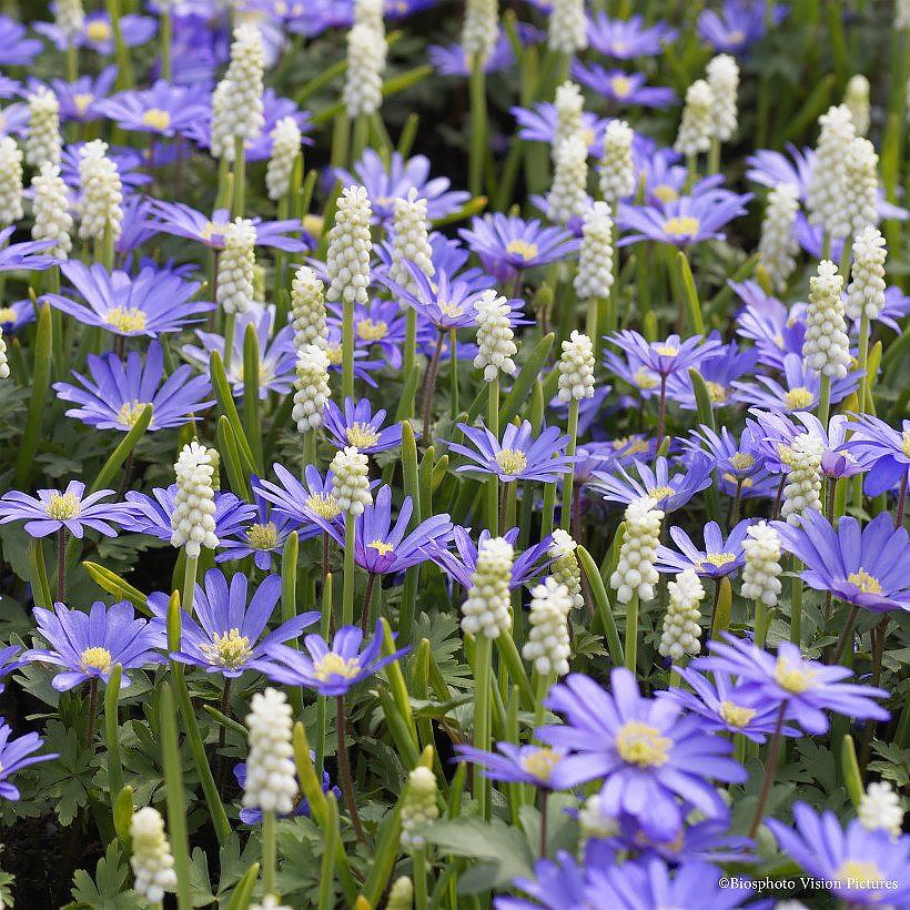 Kleine Frühlingsblumenzwiebeln