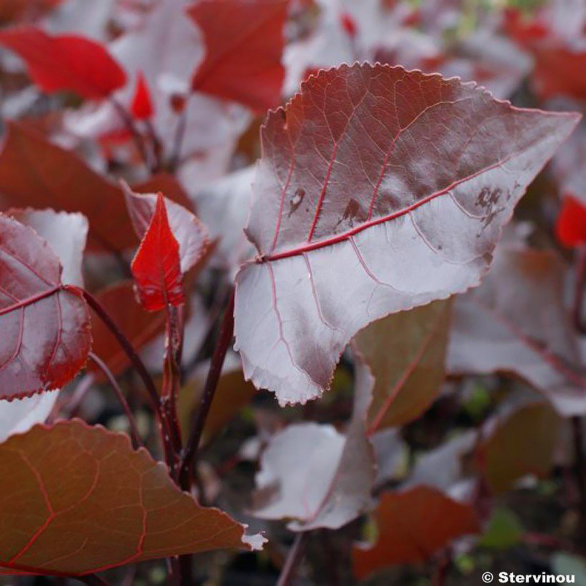 Populus - Pappel