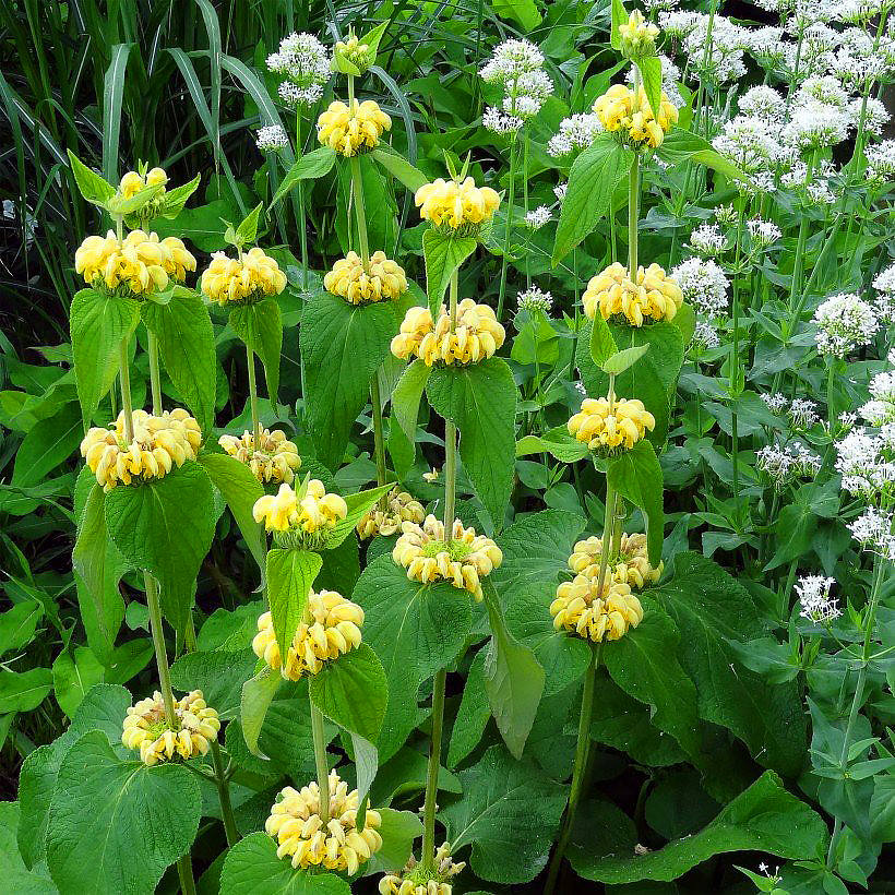 Phlomis