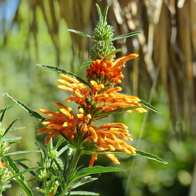 Phlomis, strauchig