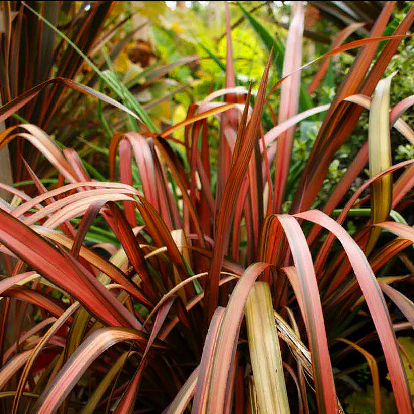 Phormium - Neuseeländischer Flachs