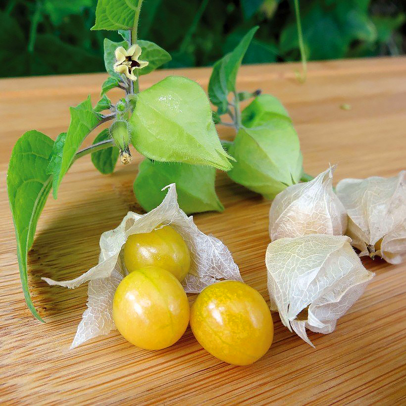 Physalis - Lampionblume