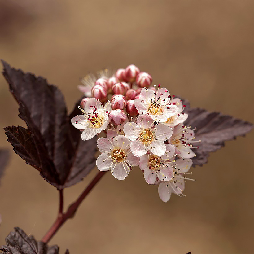 Physocarpus - Blasenspiere