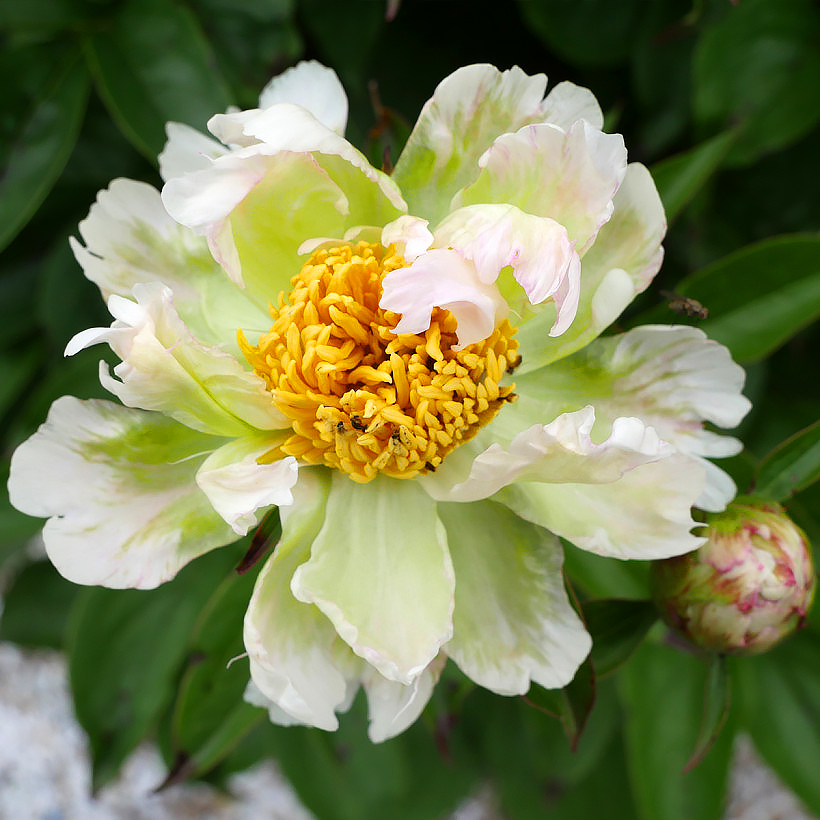 Paeonia - Pfingstrose