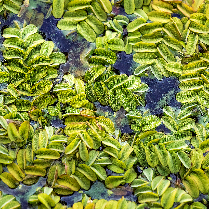 Schwimmende Wasserpflanzen