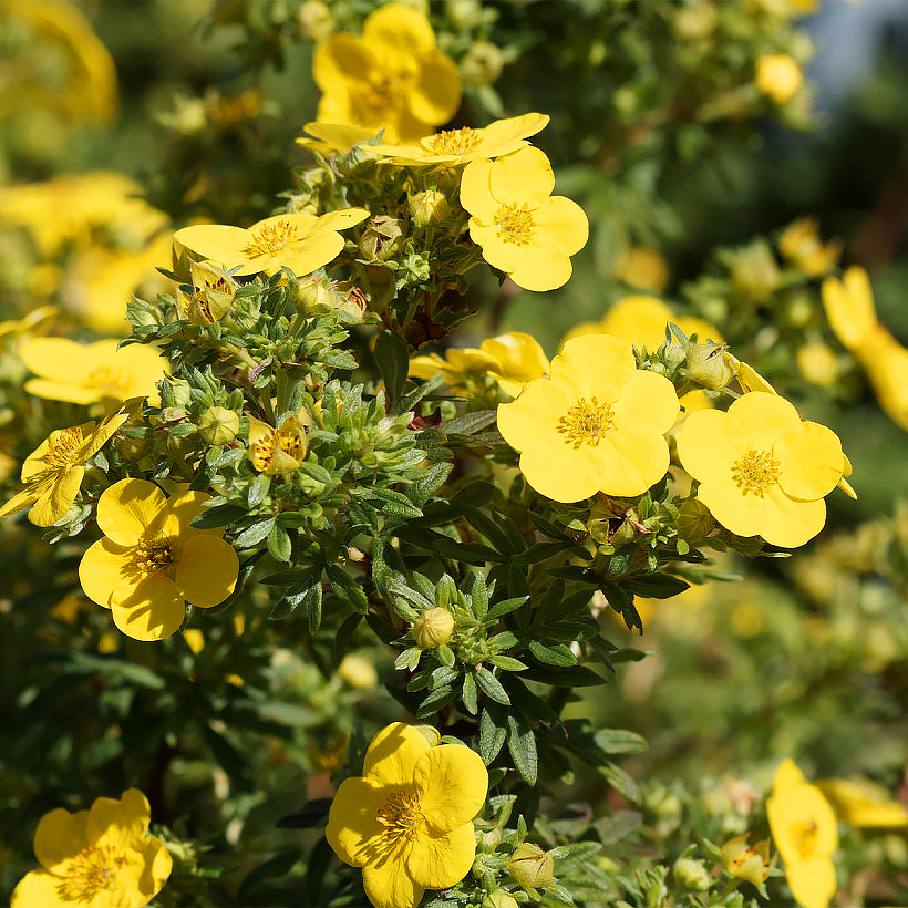 Potentilla - Fingerstrauch