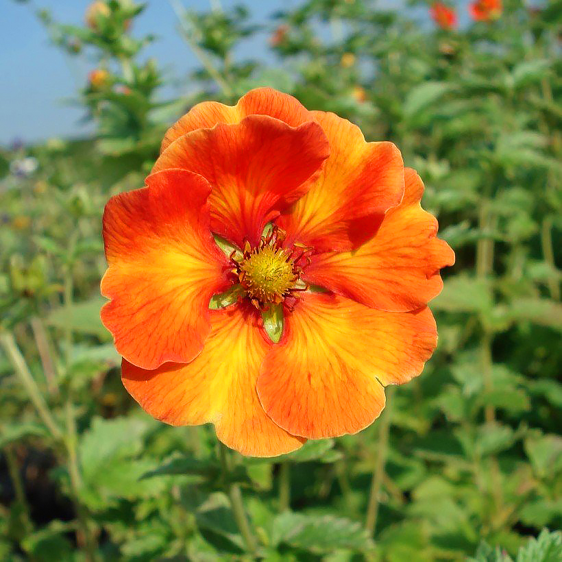 Mehrjähriges Staudenfingerkraut - Potentilla