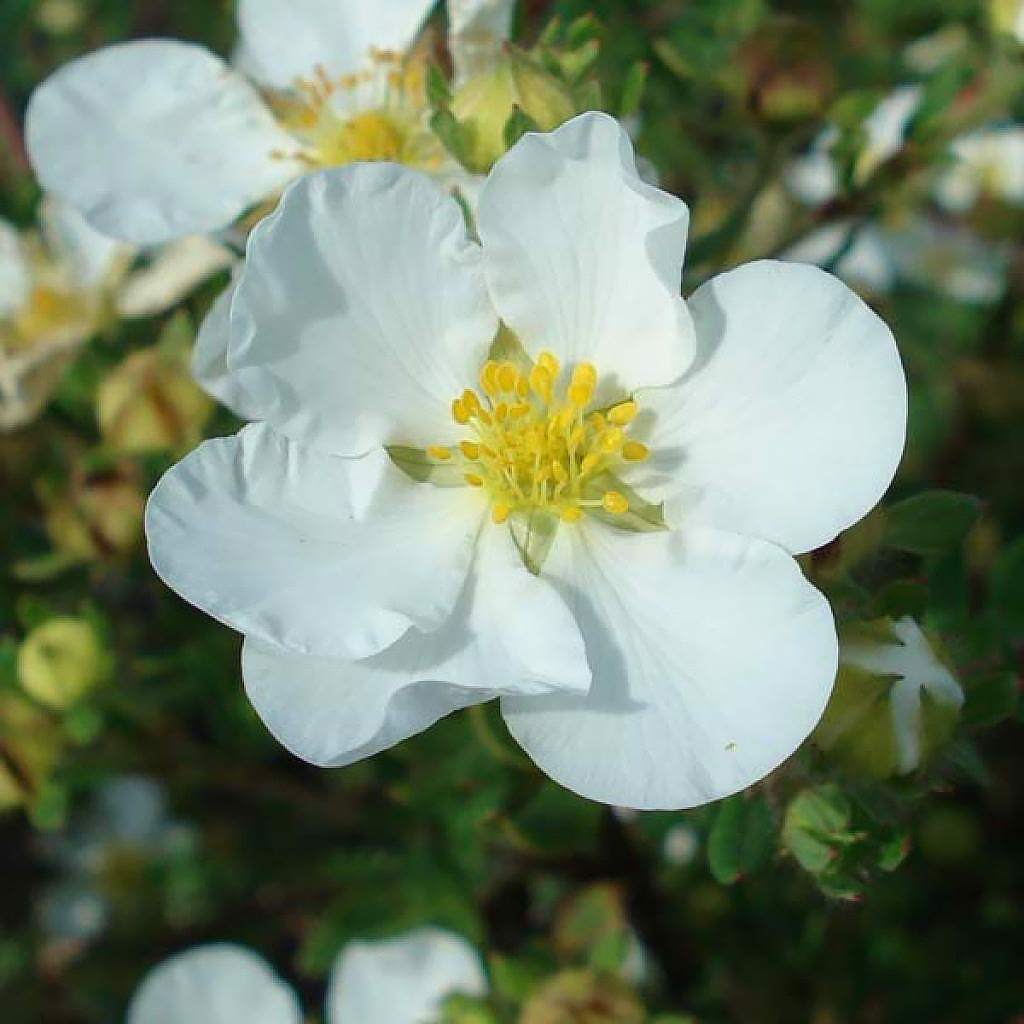 Potentilla mit weißen Blüten