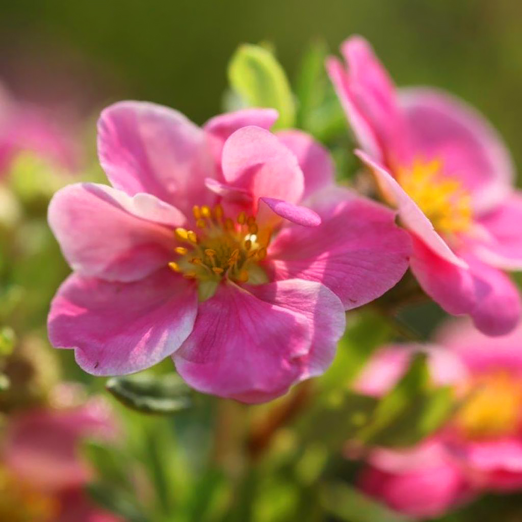 Potentilla mit rosa Blüten