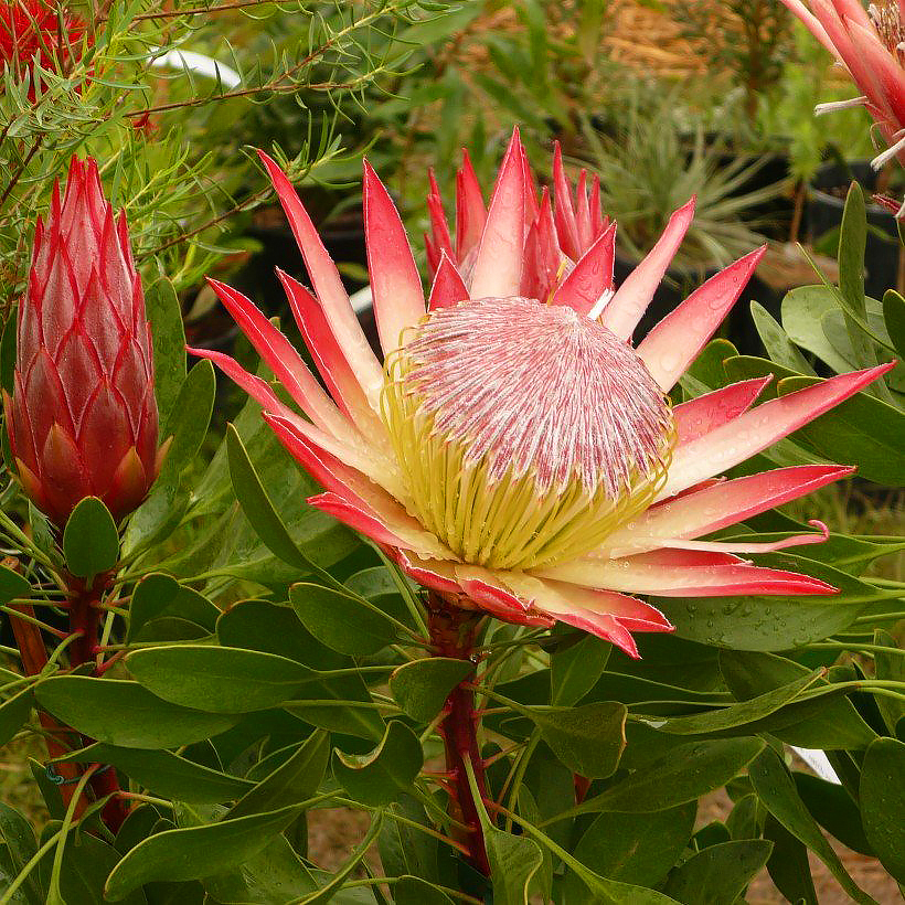 Protea