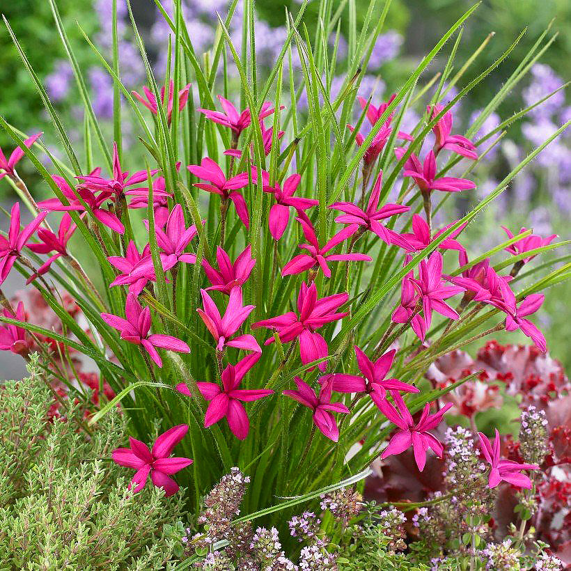 Rhodohypoxis - Grassternchen