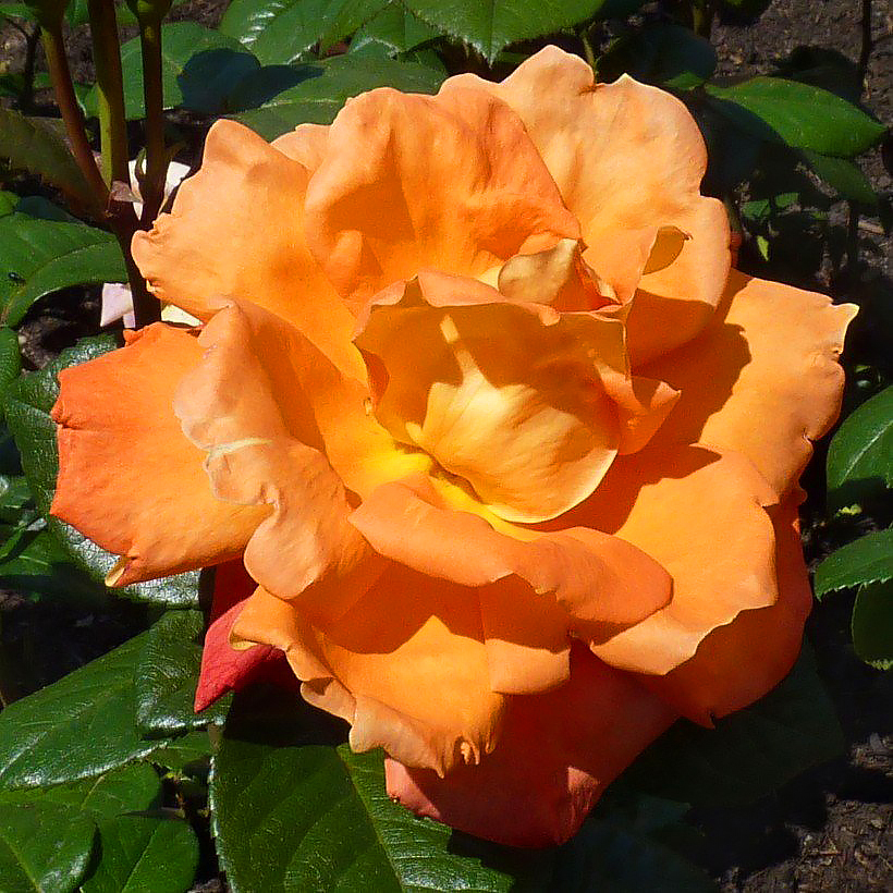 Orangefarbene Rosen