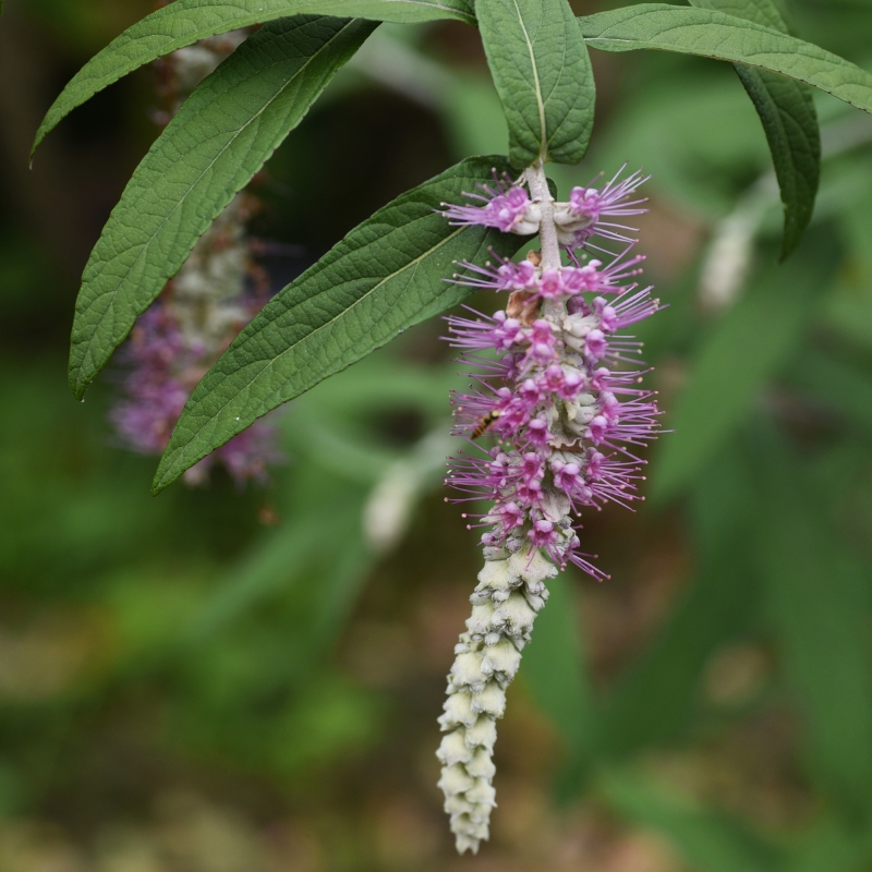 Rostrinucula - Weinende Buddleja