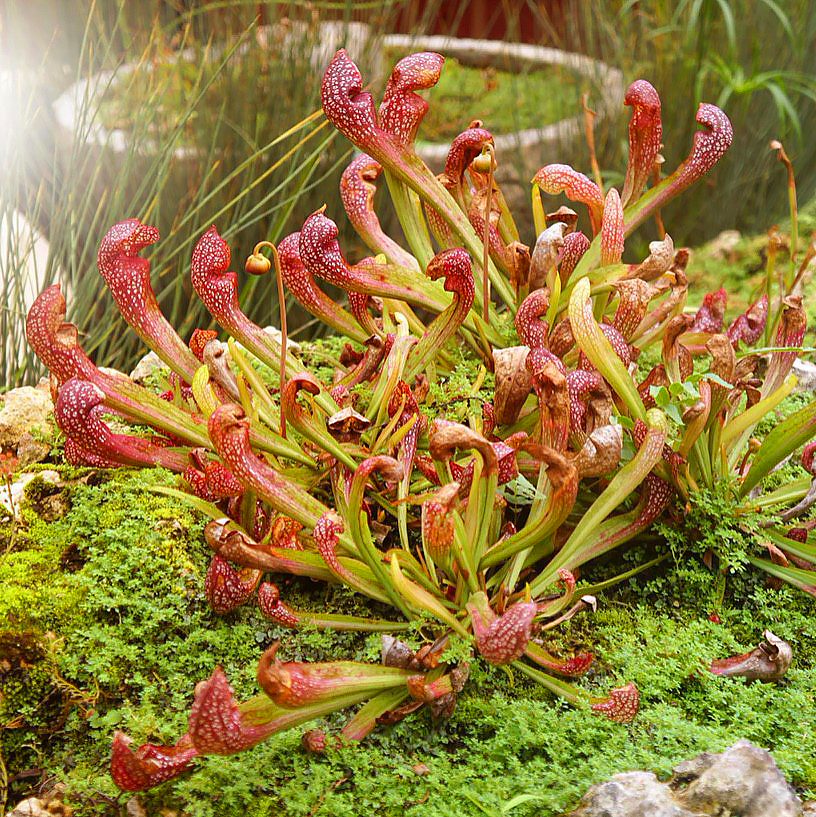 Sarracenia- Schlauchblatt