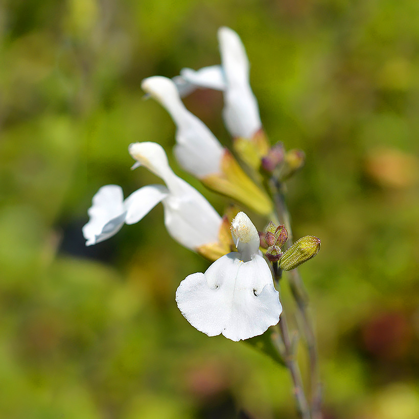 Strauchsalbei mit weißen Blüten