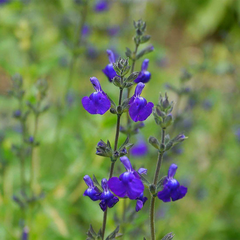 Strauchsalbei mit blauen Blüten