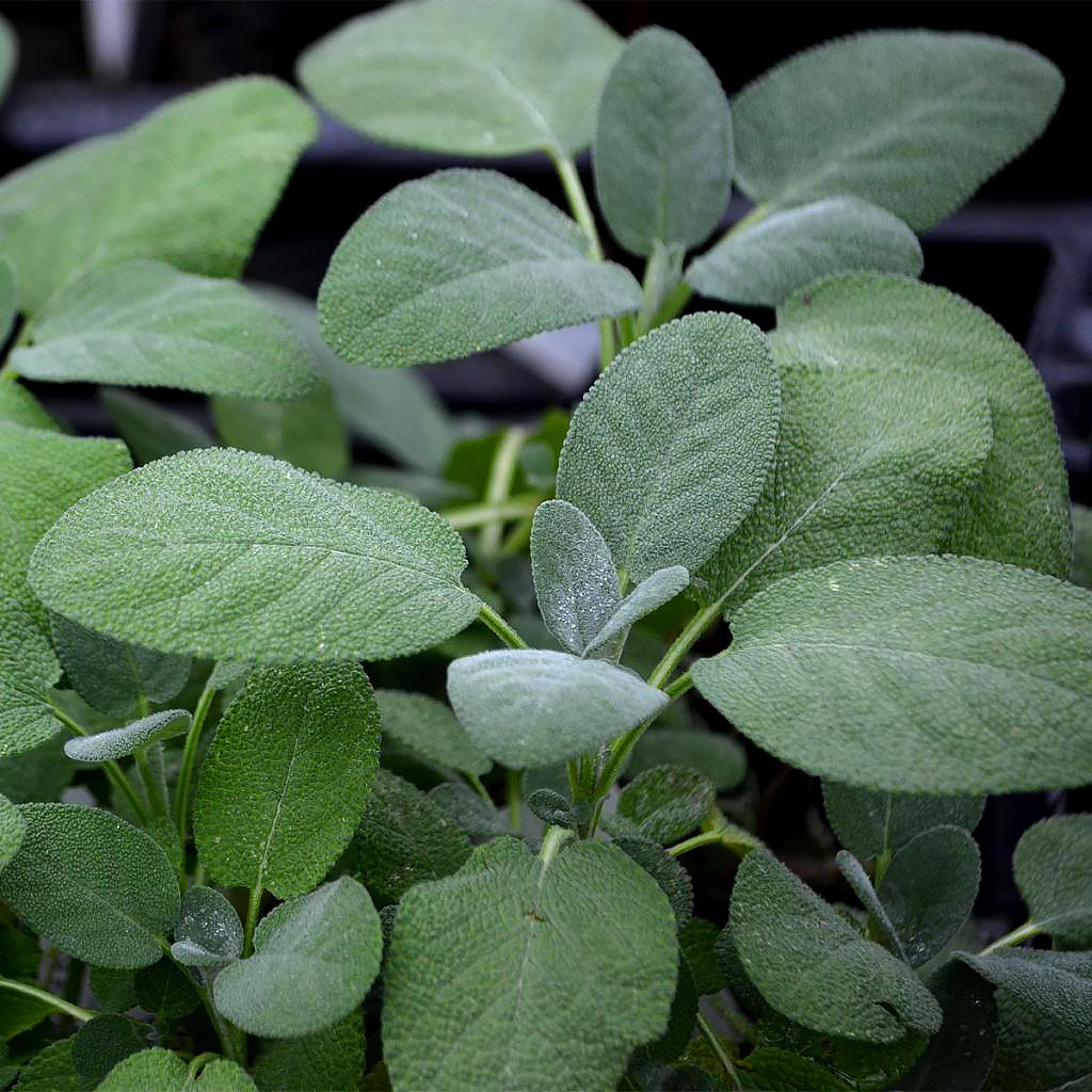 Salvia - Salbei