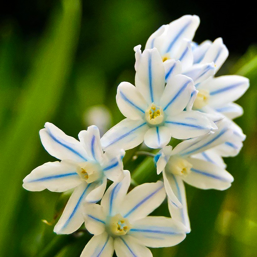 Scilla - Blaustern