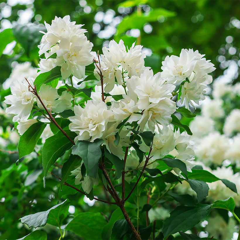 Große Bauernjasmine