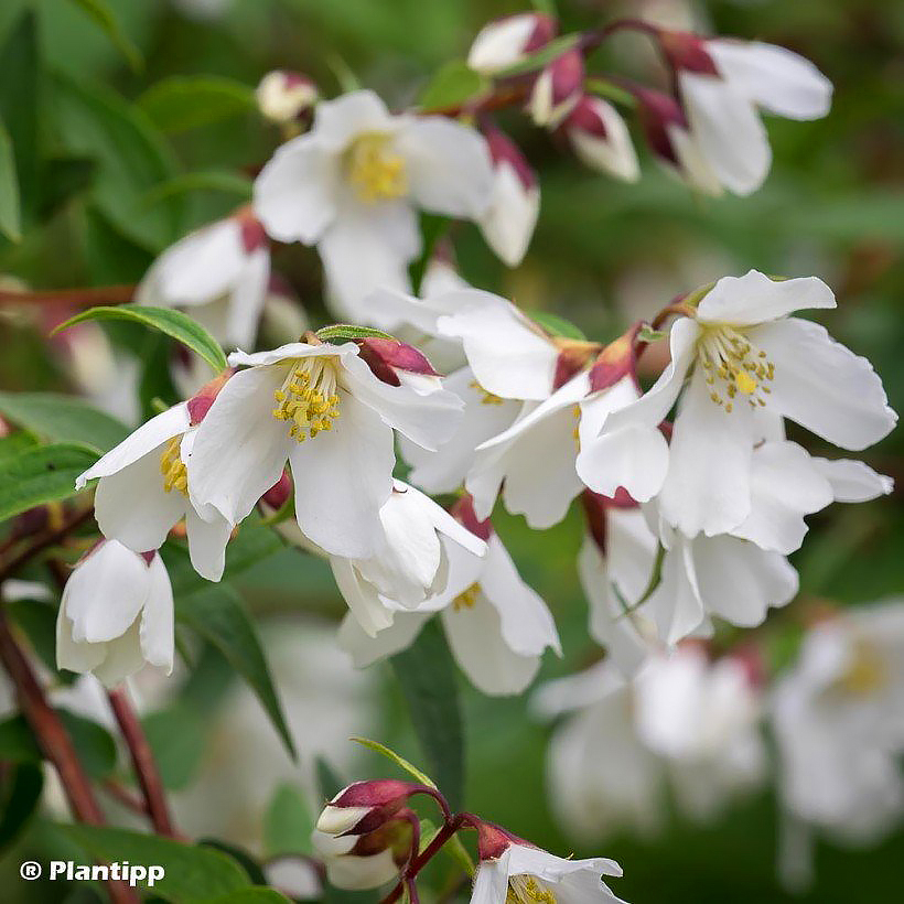 Zwerg-Philadelphus - Bauernjasmin