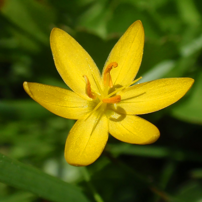 Sisyrinchium - Binsenlilie