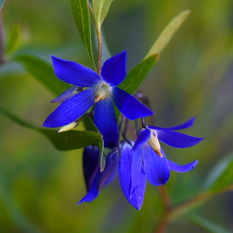 Sollya heterophylla