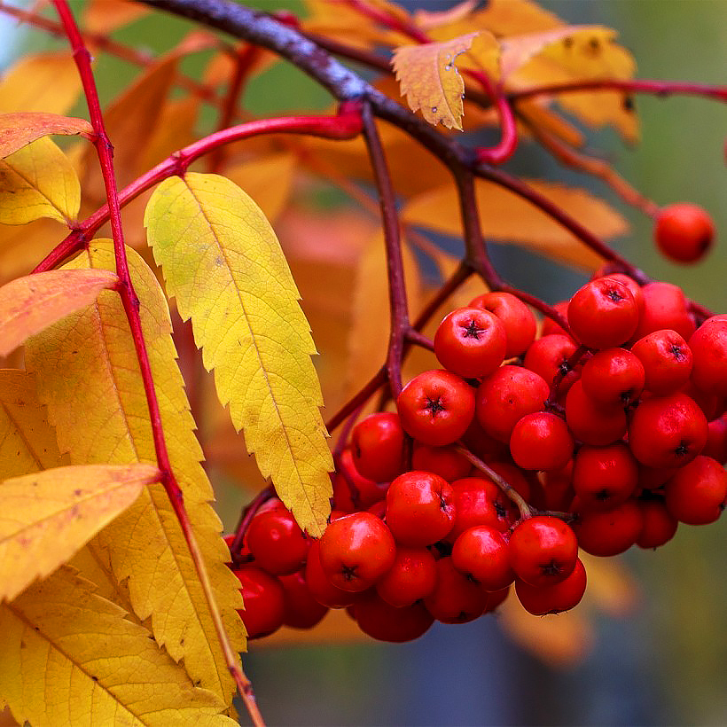 Sorbus - Ebereschen