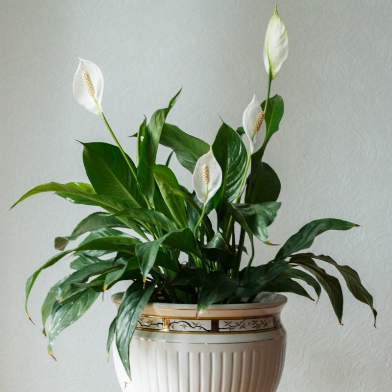 Einblatt - Spathiphyllum