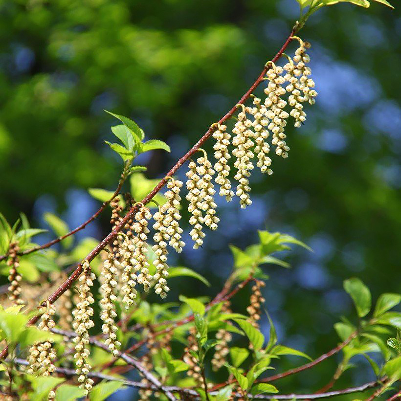 Stachyurus - Perschweif